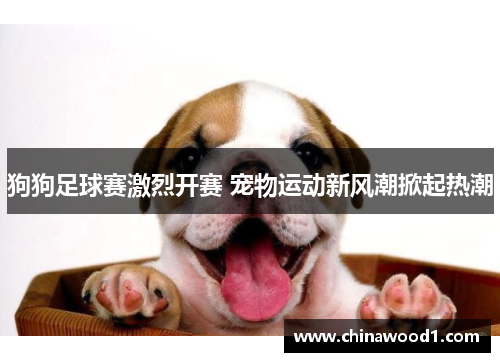 狗狗足球赛激烈开赛 宠物运动新风潮掀起热潮